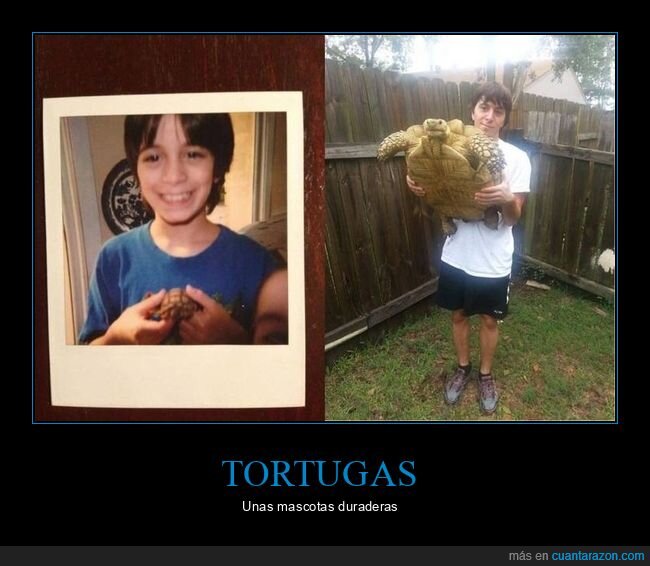 tortuga,antes,después