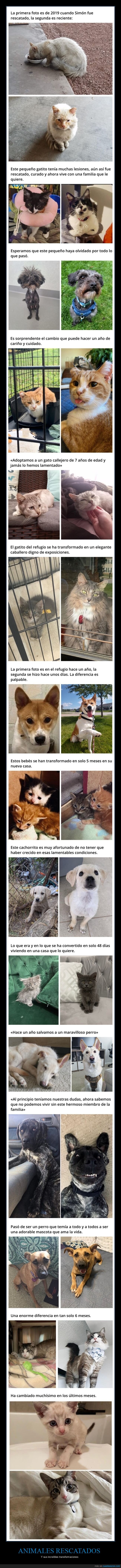 animales,rescatados,antes,después,transformaciones