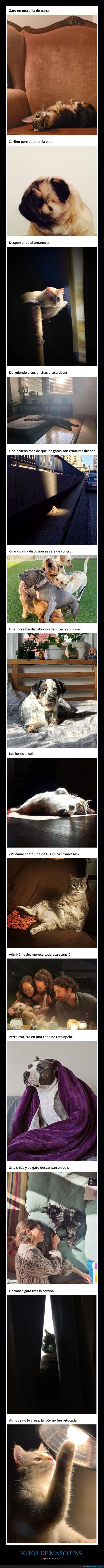 mascotas,fotografías