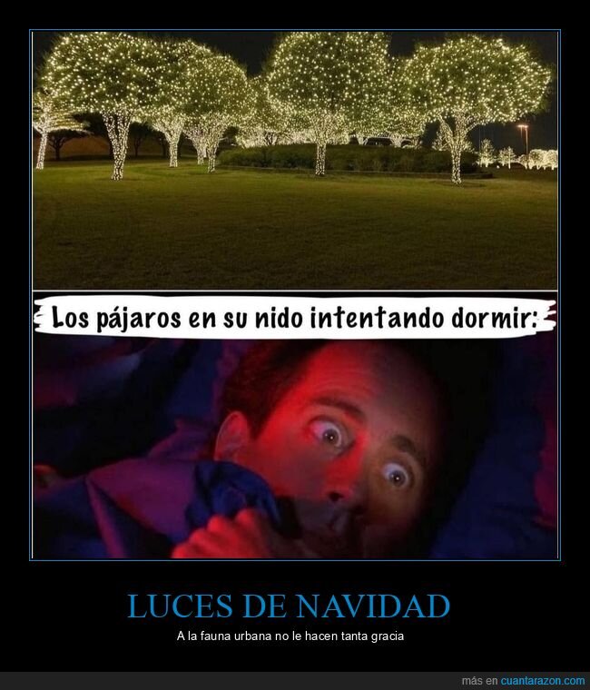 luces de navidad,árboles,pájaros,dormir