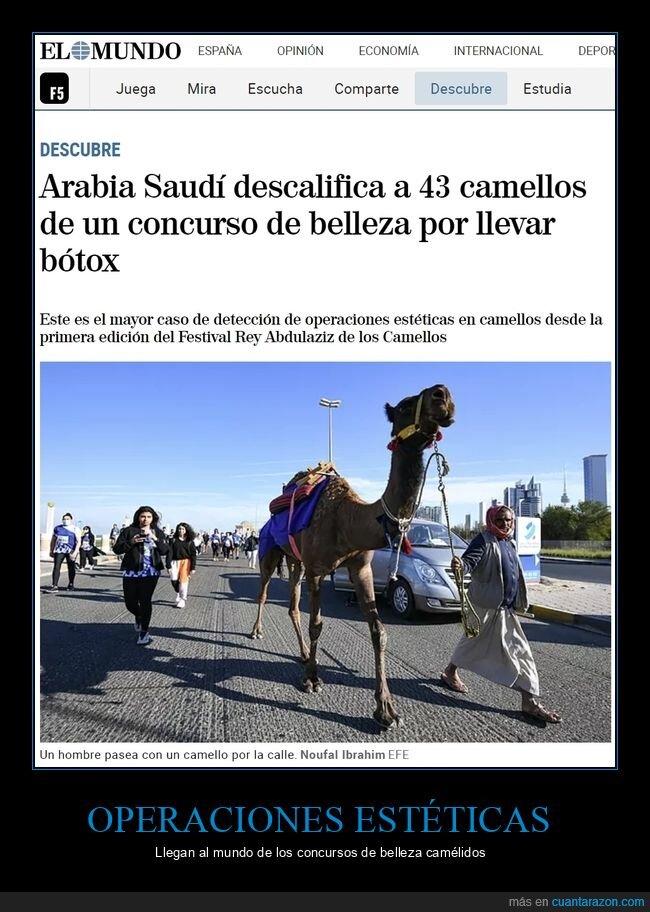 camellos,bótox,arabia saudí,concurso de belleza