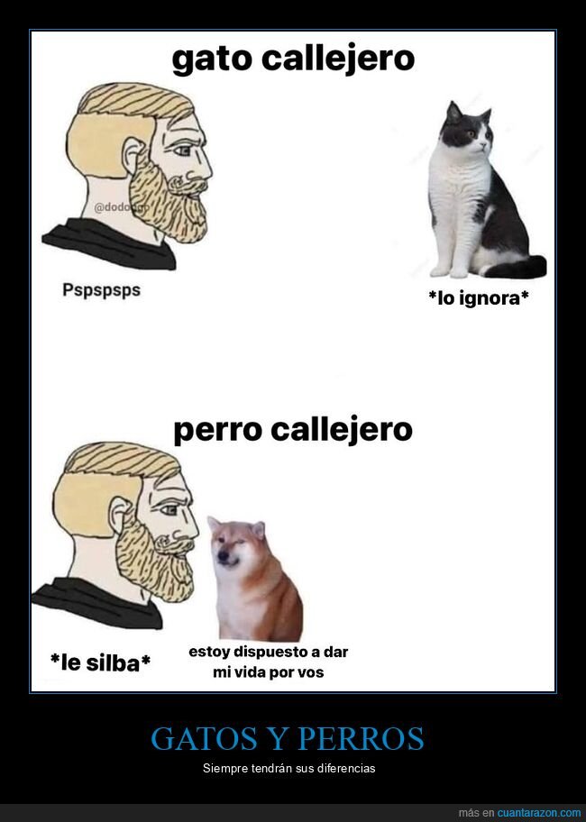 callejeros,gatos,perros