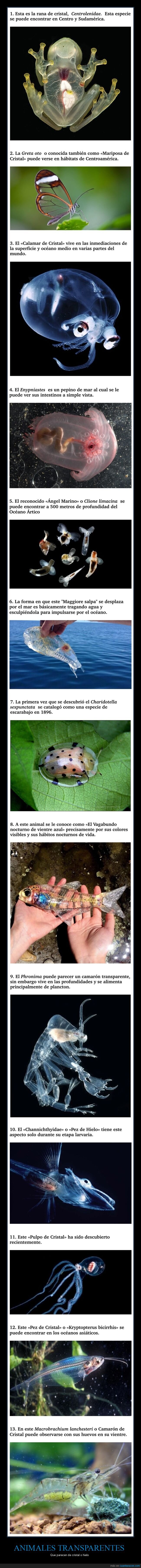 animales,transparentes,curiosidades