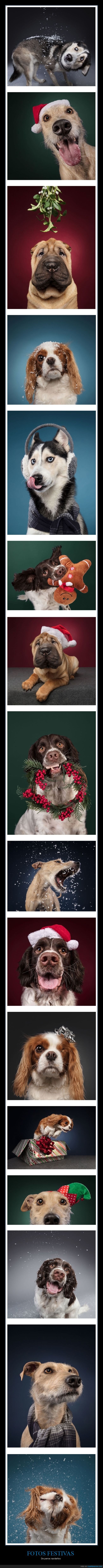 perros,navidad