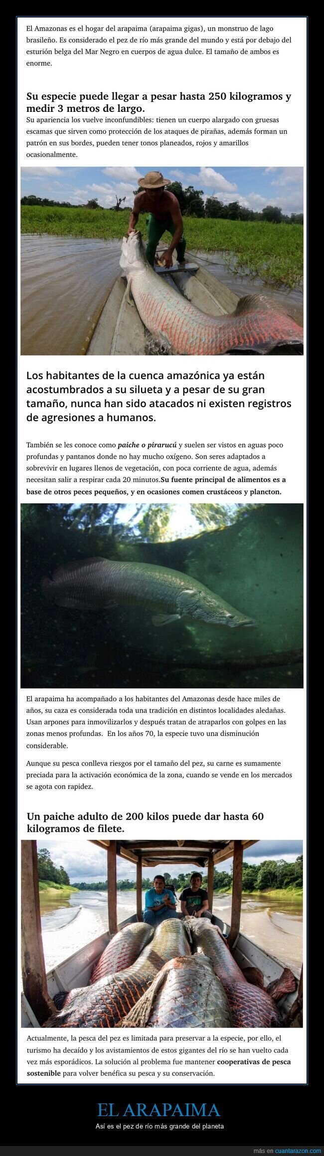 arapaima,pez,grande,curiosidades