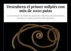 Enlace a El primer milpiés que hace honor a su nombre