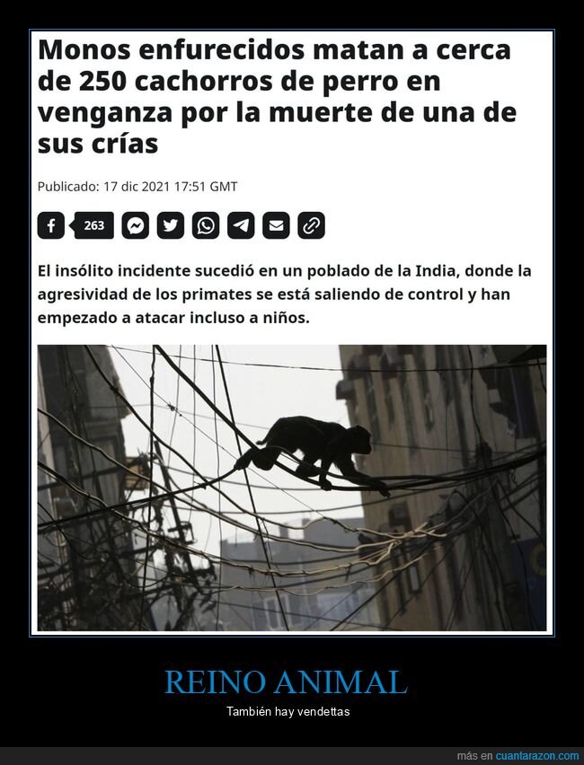 monos,matar,perros,venganza