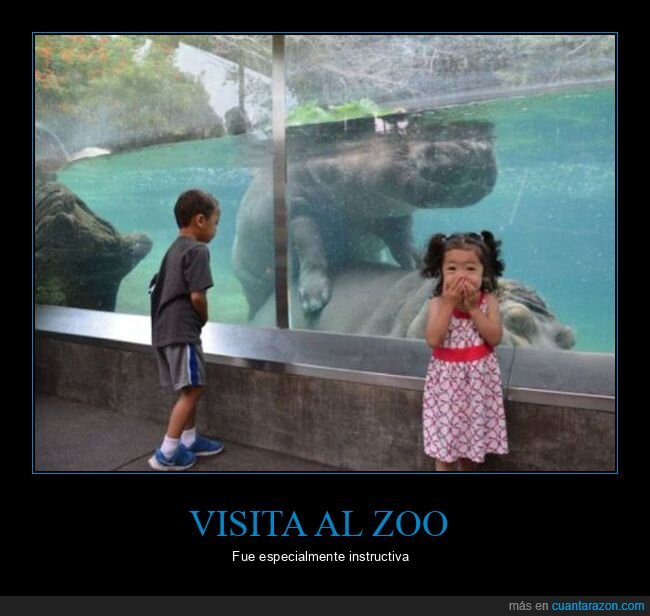 hipopótamos,montando,niños,wtf,zoo