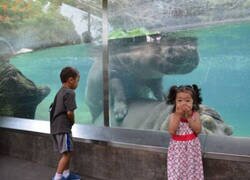 Enlace a Los hipopótamos dando el espectáculo