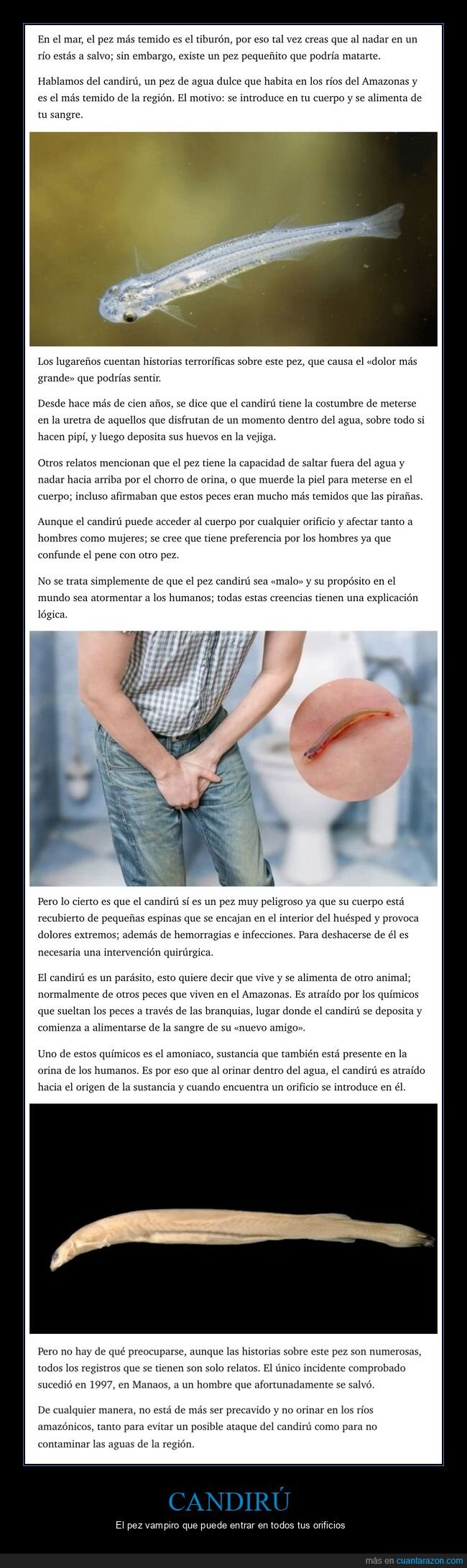 candirú,pez,curiosidades