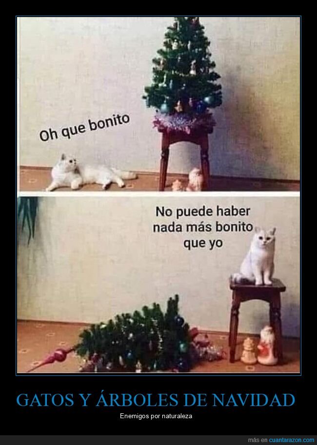 gato,árbol de navidad,bonito