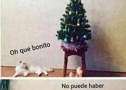 Enlace a Lo más bonito