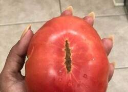 Enlace a Cosechado en las tierras de Mordor