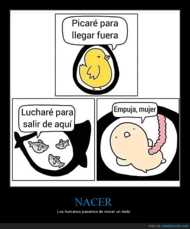 aves,humanos,nacer,peces