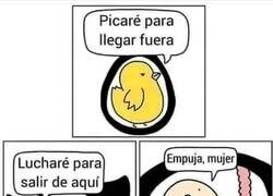 Enlace a El esfuerzo para nacer de distintas especies