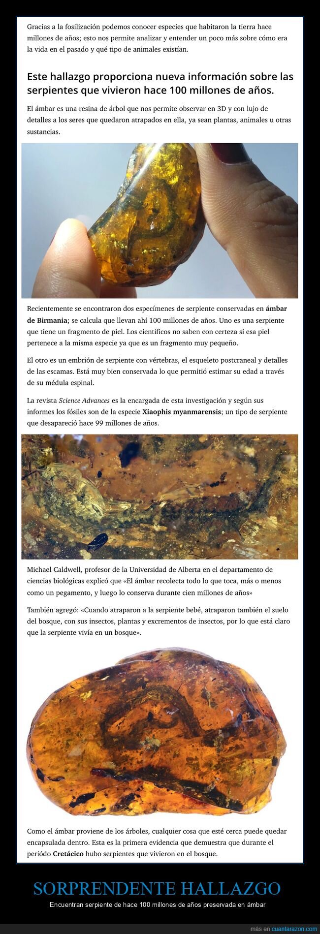 serpiente,1000 millones de años,ámbar