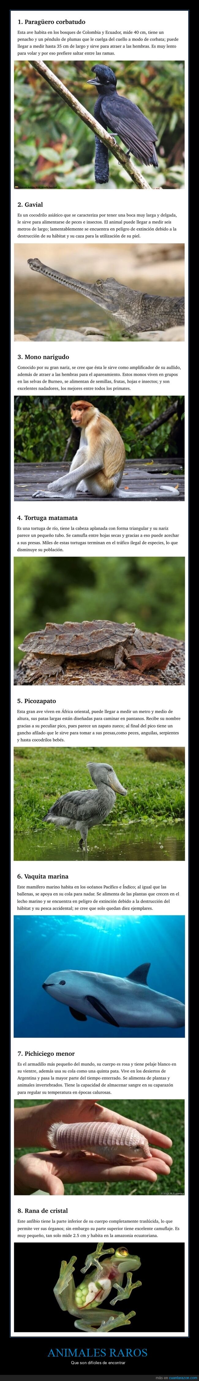 animales,raros,curiosidades