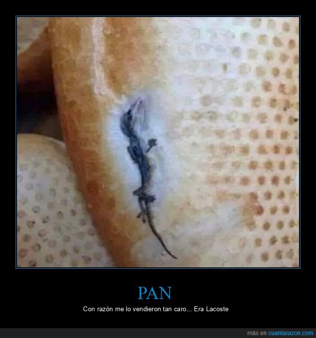 lagartija,pan,wtf
