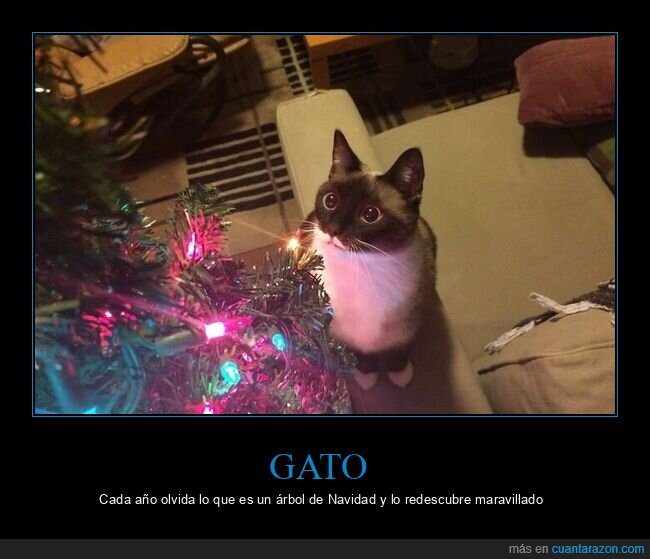 gato,árbol de navidad,redescubrir