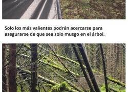 Enlace a Fotos inofensivas pero con un aura amenazante