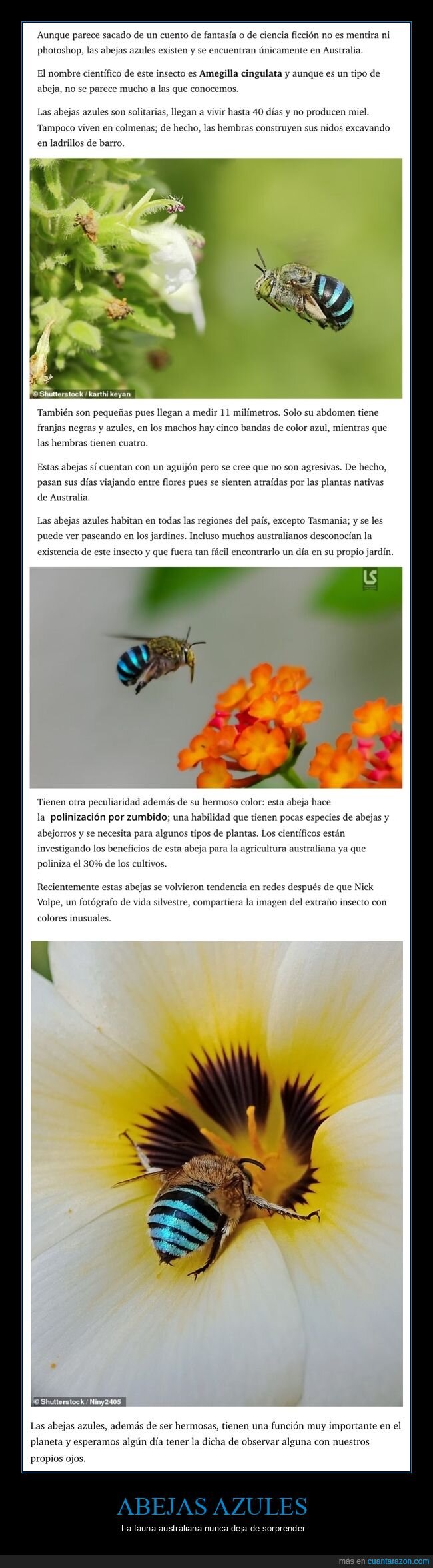 abejas,azules,australia,curiosidades