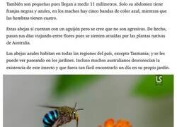 Enlace a Estas son las asombrosas abejas azules australianas