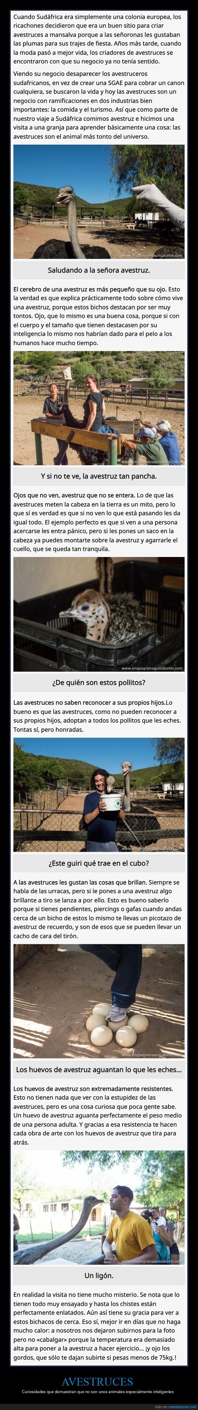 avestruces,tontas,curiosidades