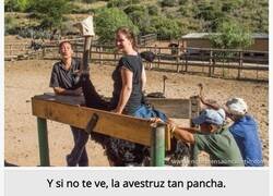 Enlace a 5 cosas que no sabías de las avestruces