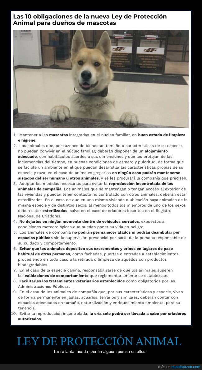 mascotas,ley,protección,animales