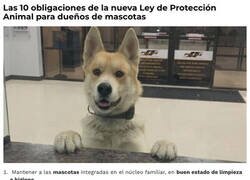 Enlace a Las 10 obligaciones de la nueva Ley de Protección Animal para dueños de mascotas