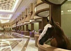 Enlace a Deme habitación sr Horse Luis