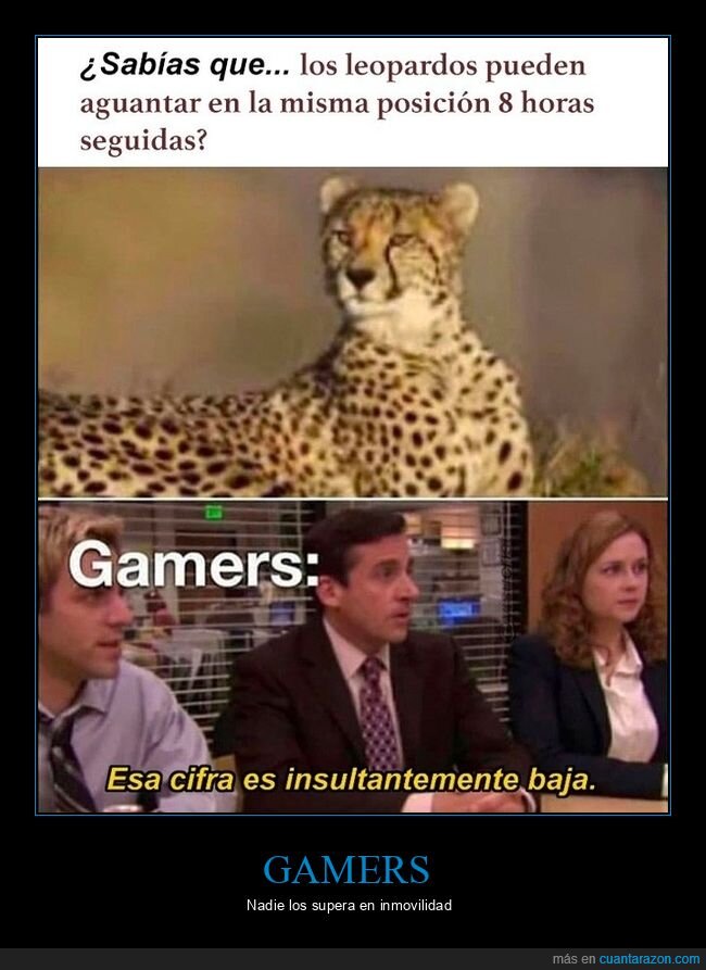 guepardos,aguantar,posición,gamers