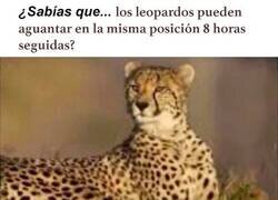 Enlace a No pueden competir