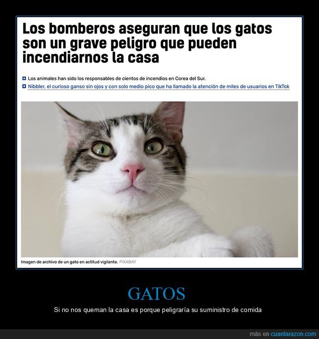 casa,gatos,incendiar