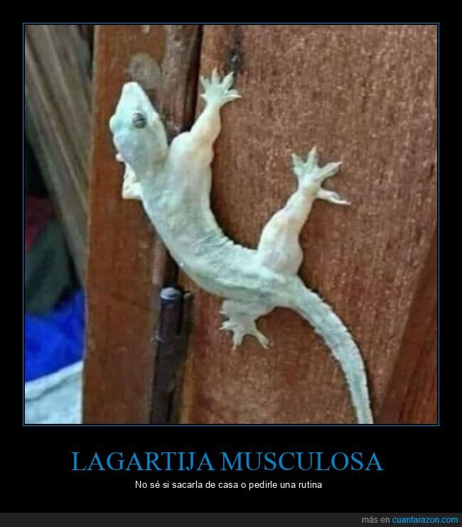 lagartija,musculosa
