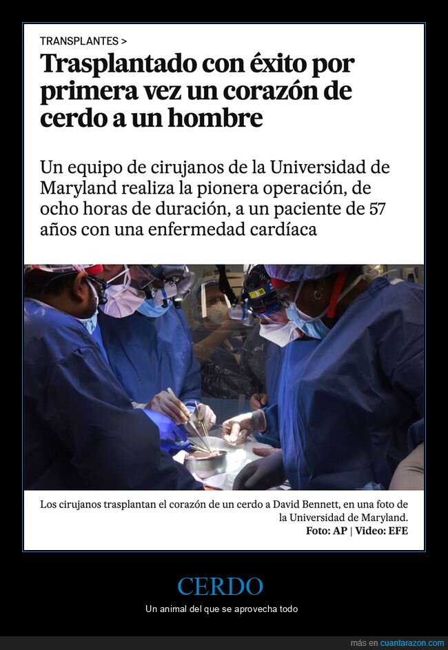 cerdo,corazón,transplante