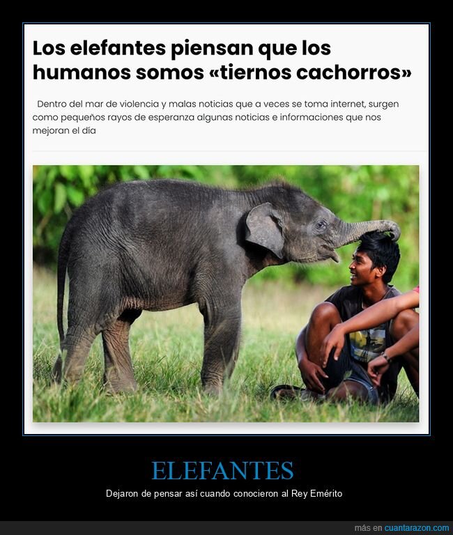 cachorros,elefantes,humanos