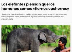 Enlace a Así nos ven los elefantes