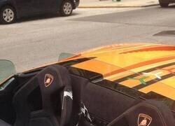 Enlace a Las aves no perdonan