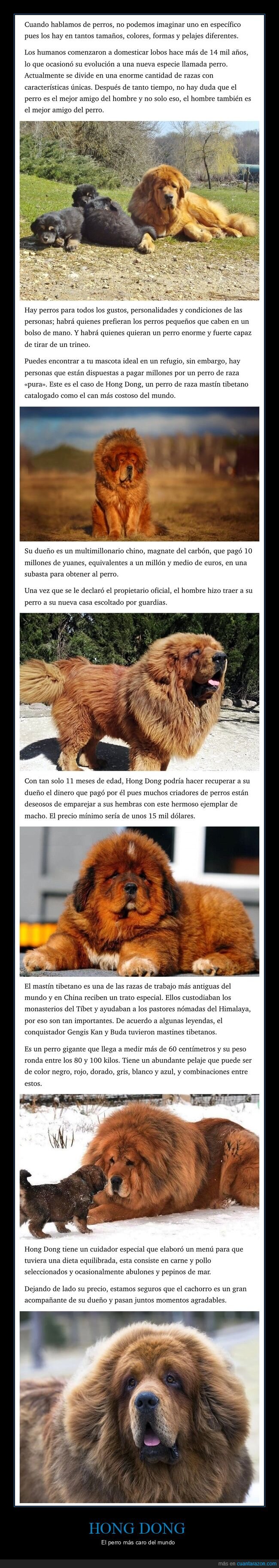 hong dong,perro,caro