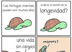 Enlace a La longevidad de las tortugas marinas