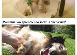 Enlace a Acogieron a un perro completamente ciego de un hogar muy negligente en Hungría, y volvió a la vida