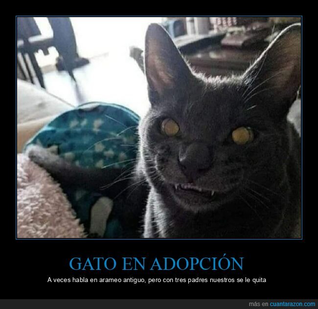 gato,cara,wtf