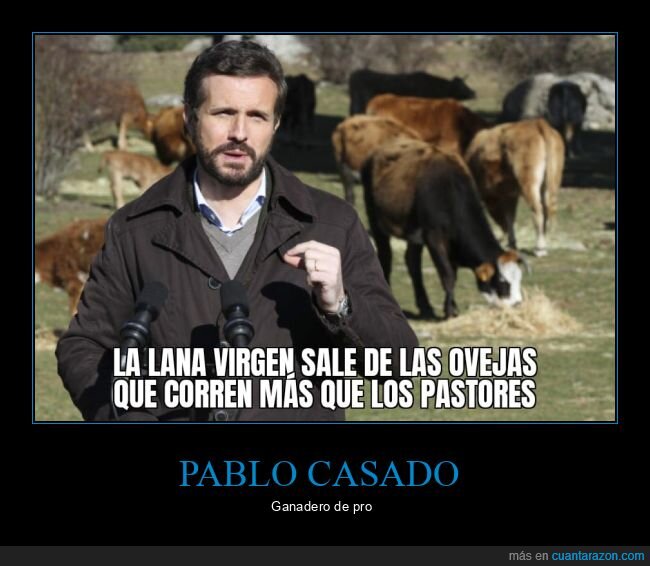 pablo casado,lana,virgen,ovejas,correr,pastores