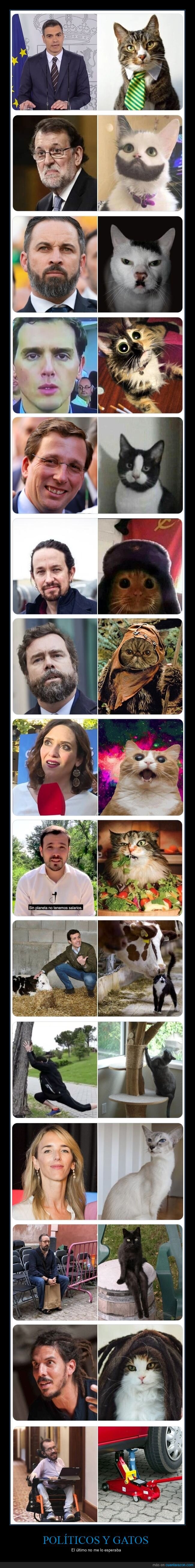 políticos,gatos,parecidos