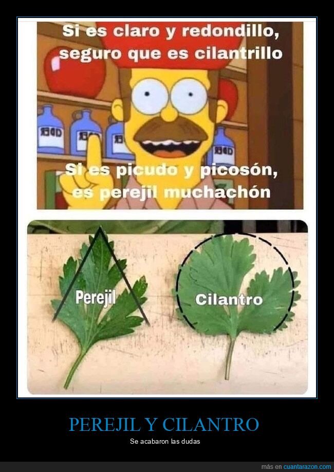 perejil,cilantro,dudas