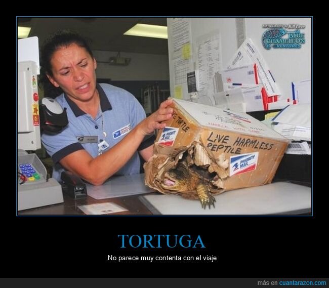 caja,tortuga,wtf