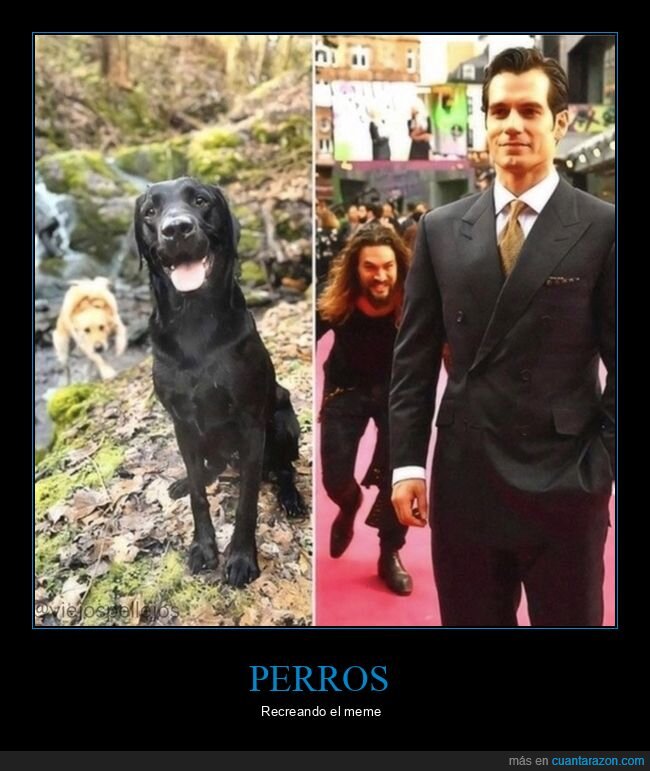 perros,henry cavill,jason momoa