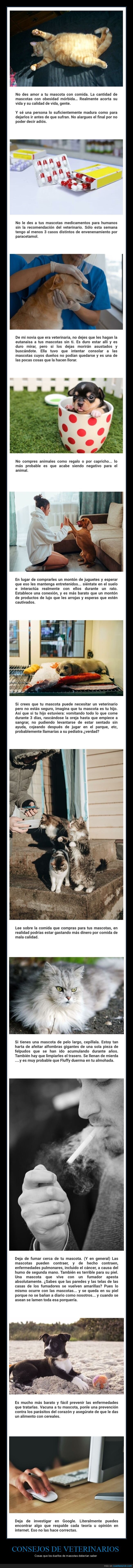 veterinarios,mascotas