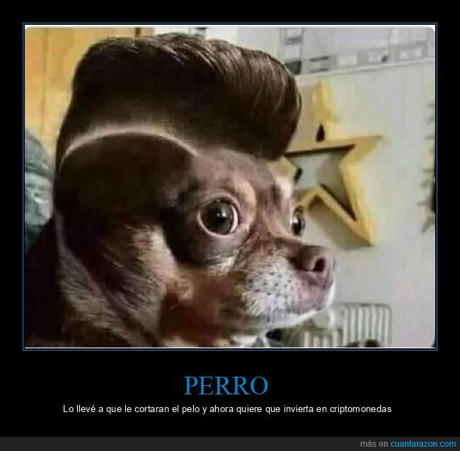 perro,corte de pelo